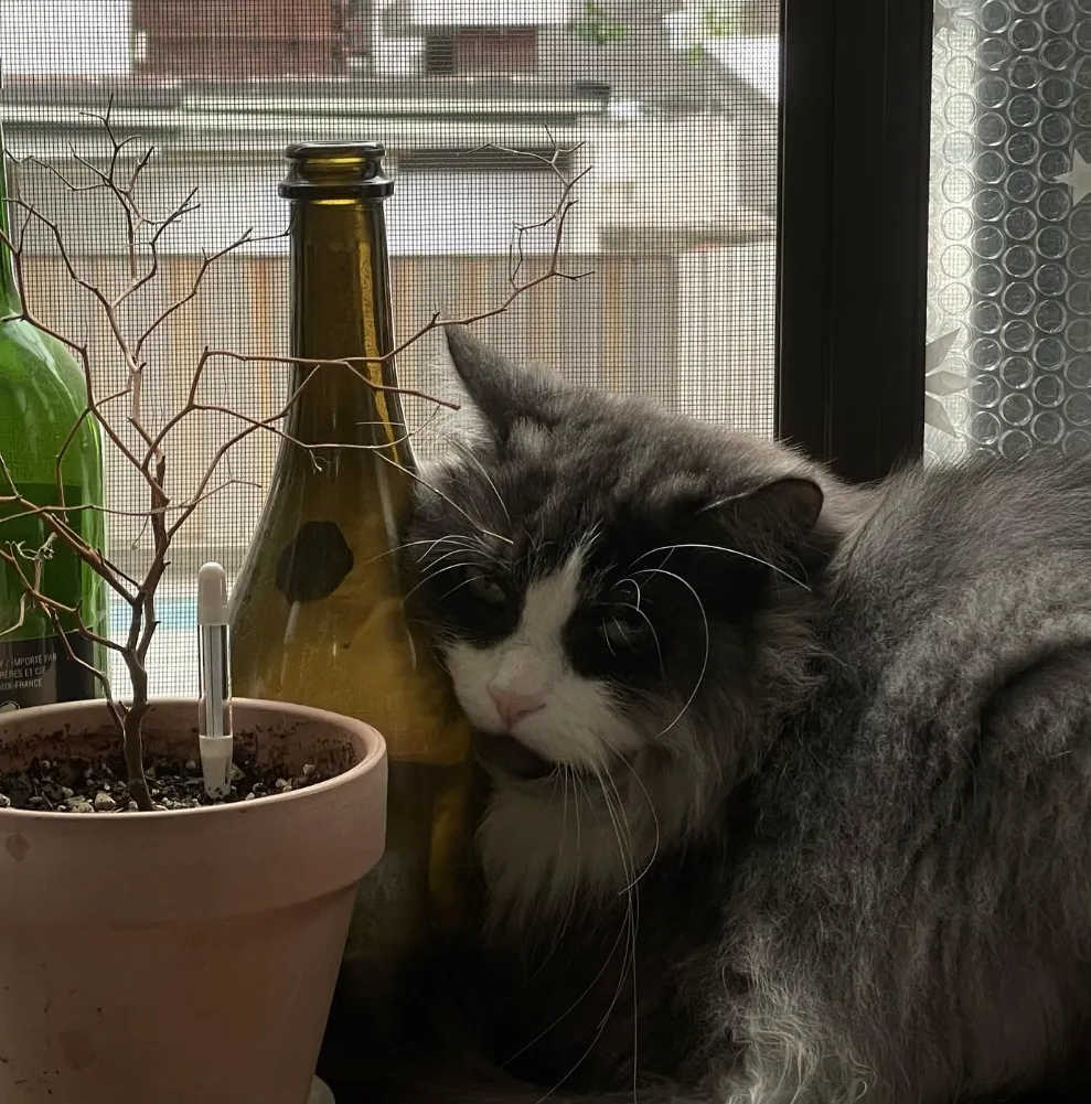 韓国俳優チャ・ウミン愛猫